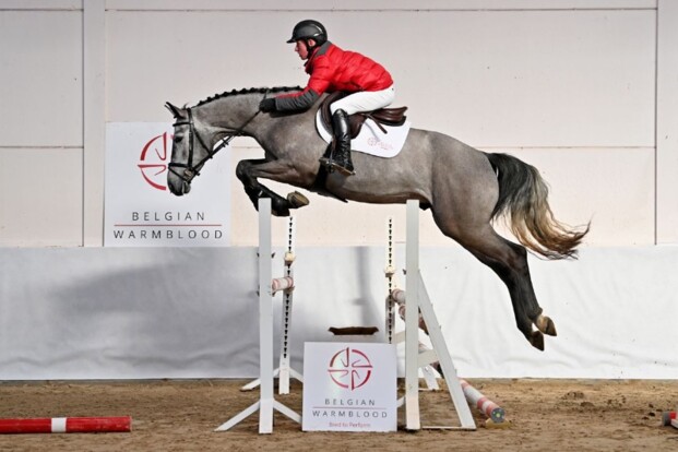 Rocco van ’t Koningsbos veilingtopper