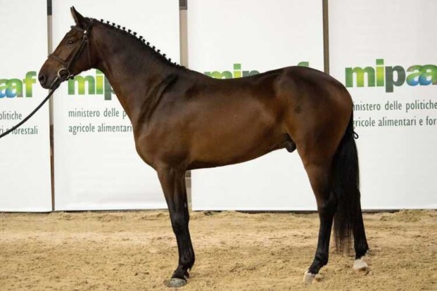 Geslaagde eerste editie van "Verona Auction"