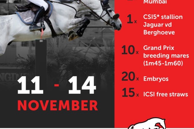 volle zus van Mumbai in HorseSales.auction