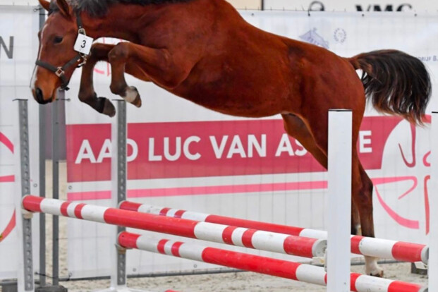 Foto's Belgian Youngster Trials online!