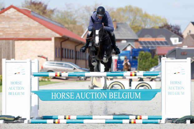 Uitstekende resultaten in June Edition van Horse Auction Belgium