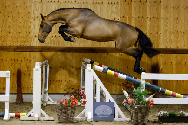 De eerste veiling van Horse Auction Belgium in 2023 was een succes!