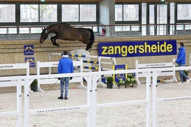 Zangersheide keurt 18 hengsten in Deauville!