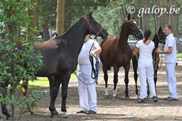 De Kampioenen van Pulderbos