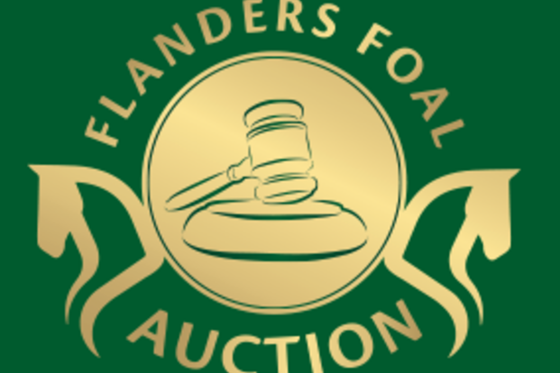 September veiling Flanders Foal Auction in S September veiling Flanders Foal Auction in S