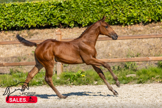 Knallende €37.000 euro voor veilingtopper HorseSales.Auction