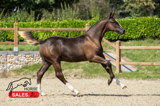 HorseSales.Auction plankgas richting finish!