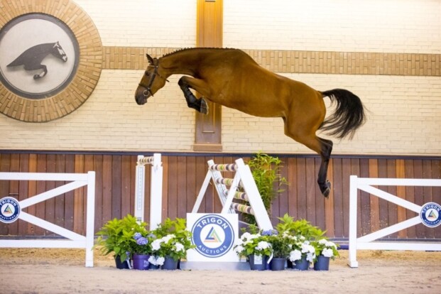 Trigon Auctions verkoopt de duurste naar VS!