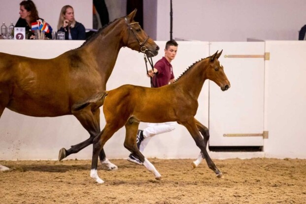 Nieuw record voor Limburgse Veulenveiling