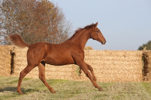 OTTOUCHA HERO Z NAAR IERLAND VOOR 62.500 EUR