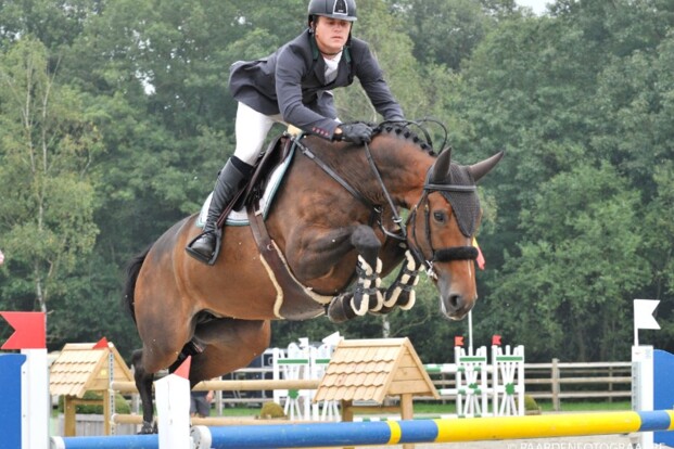 HorseDeals heeft 1.60m merrie in collectie