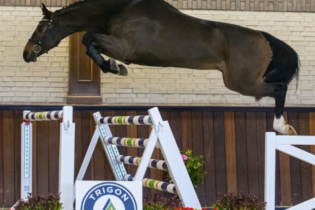 Trigor Auctions sluit het jaar af in stijl!