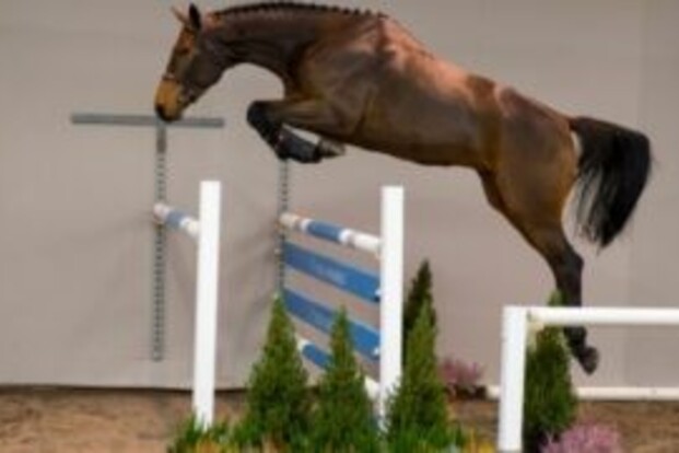 Succesvolle eerste editie van HX Auctions!