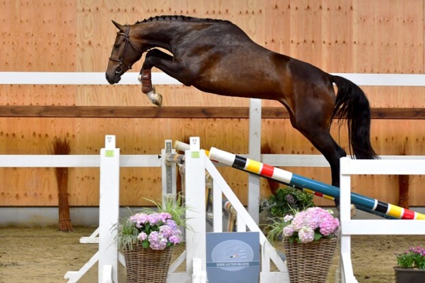 HAB sluit 'Olympic Edition' succesvol af!