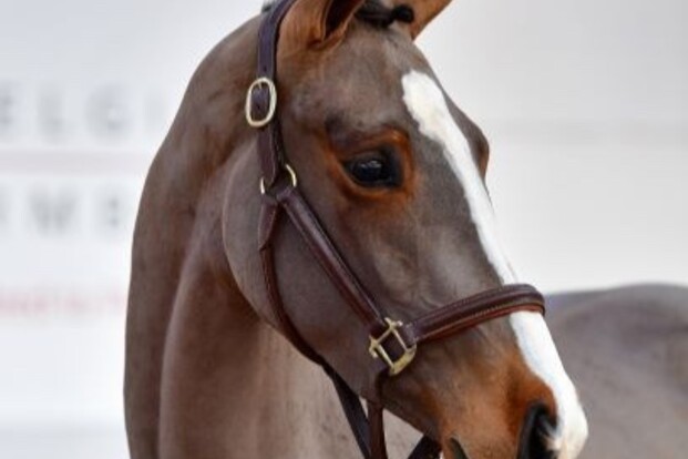 BWP Young Horses Auction