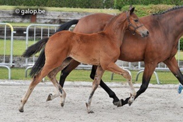 Tweede FDE Auction groot succes Tweede FDE Auction groot succes
