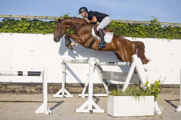 Knallende opening voor unieke 40e Youhorse.auction