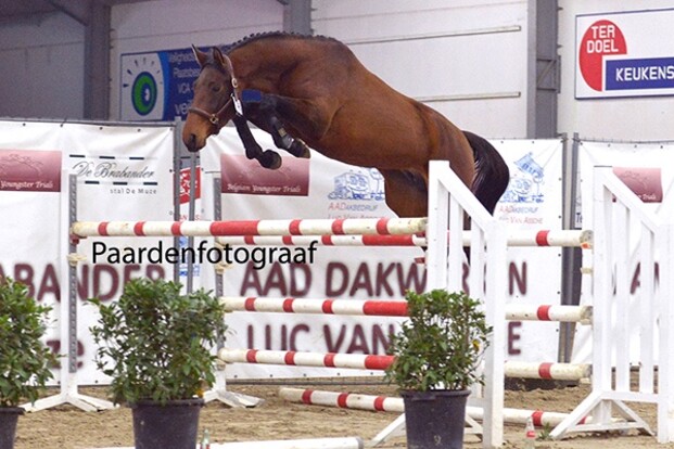 Belgian Youngster Trials: topstammen voorop