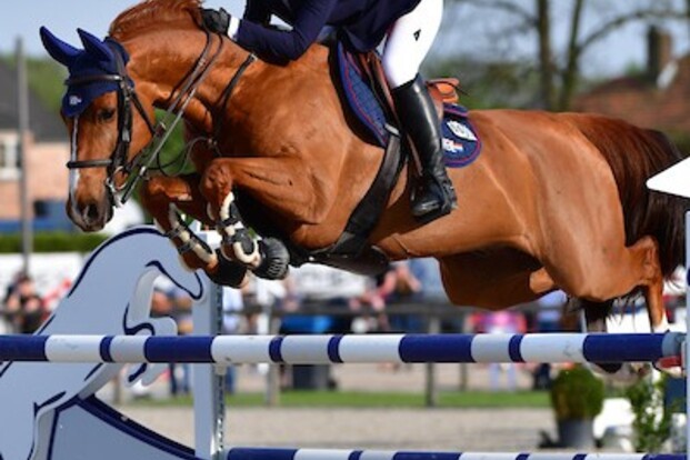Evergate Stables verkoopt Hocus Pocus!