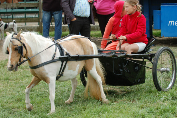 Show en demo mennen, miniatuurpaarden, 8-9/8