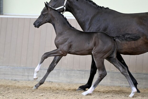 Why Not vd Bisschop, veilingtopper van de BWP Elite Foal Auction Why Not vd Bisschop, veilingtopper van de BWP Elite Foal Auction