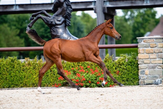 Broer Quel Homme in Trigon Auctions vanavond