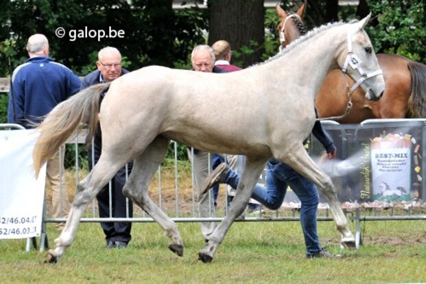Te Koop Jaarling merrie van Calgary winnaars Te Koop Jaarling merrie van Calgary winnaars