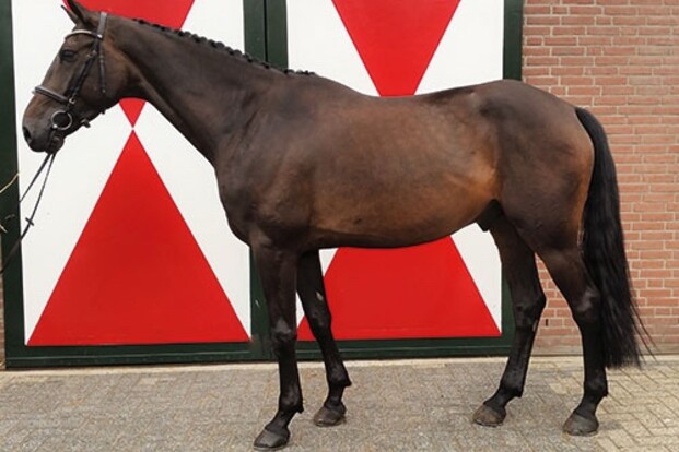 Eerste editie Equnex veiling zit erop Eerste editie Equnex veiling zit erop