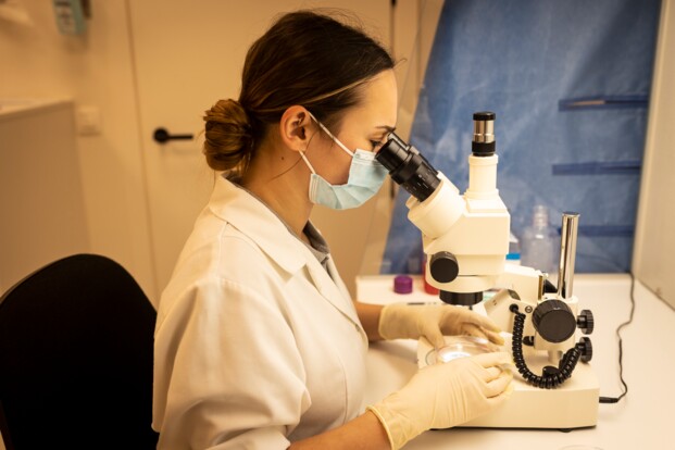 Nog steeds OPU/ICSI voor een prikje bij De Brabander - Stal de Muze Nog steeds OPU/ICSI voor een prikje bij De Brabander - Stal de Muze