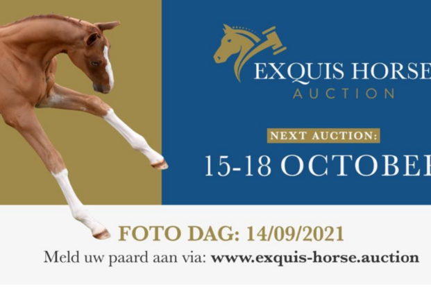 Meld je veulen aan voor Exquis Horse Auction