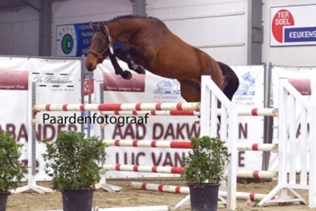 Oefenmomenten Belgian Youngster Trials Oefenmomenten Belgian Youngster Trials