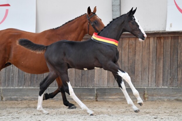 38.000 euro voor veilingtopper BWP