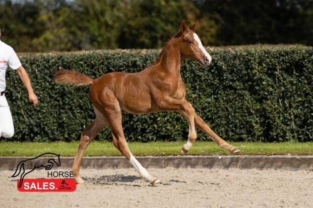 48000 voor embryo Cumano en Valentina