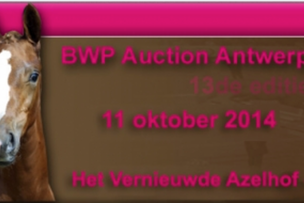 12 juli selectie veulens BWP auction Antwerp