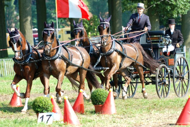 De beste Belgen in Breda