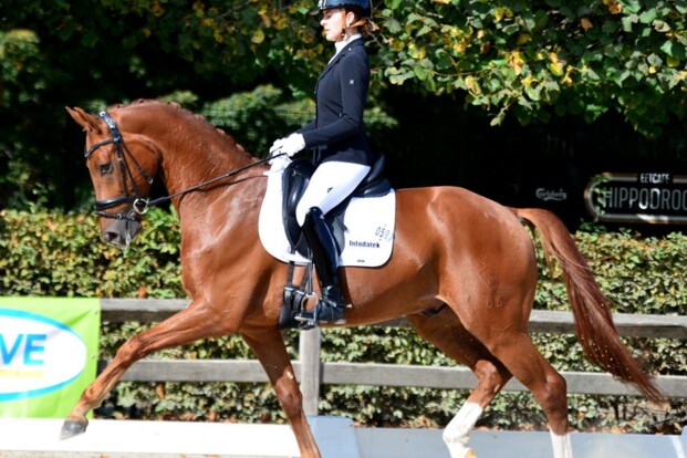 Aanlegtesten jonge dressuurpaarden