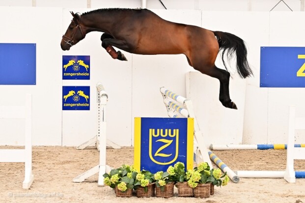 Dit zijn de winnaars van het Z-festival!