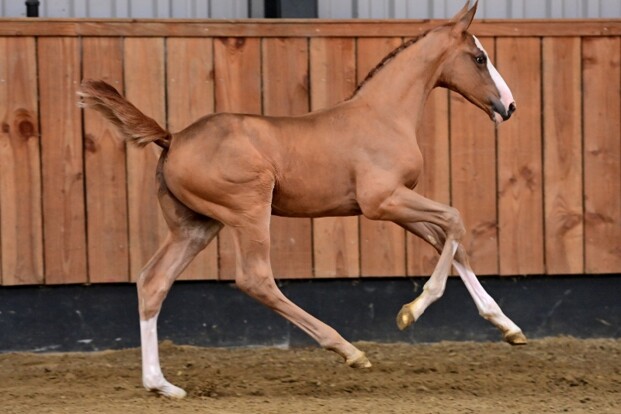 Niels Bruynseels doet inkopen bij Horsedeals