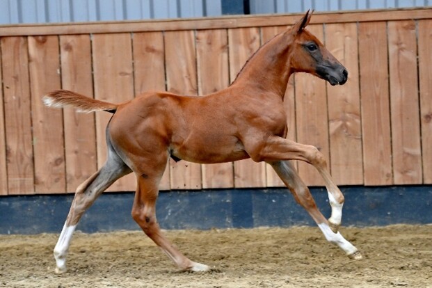 Spectaculair aanbod in collectie HorseDeals!
