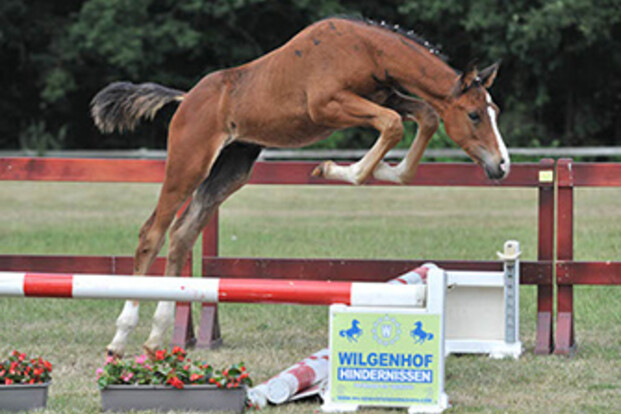 Belgian Horses Auction, veiling De Warre 2013, collectie online!