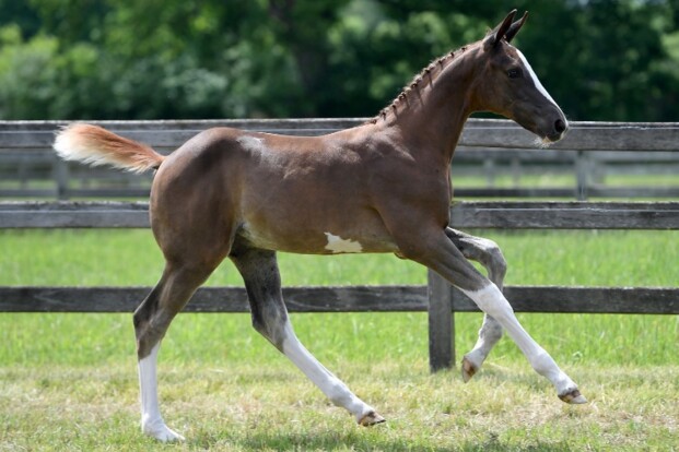 BWP Elite Foals: toppers naar Hongarije!