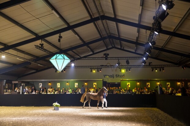 The Youngsters Auction breekt eigen records met Emerald-merrie Extra WS