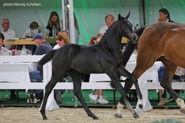 FFA: 3 veilingtoppers van 48.000 euro!