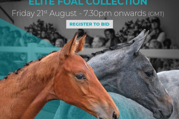 Bolesworth Elite Foal Auction | 21 augustus