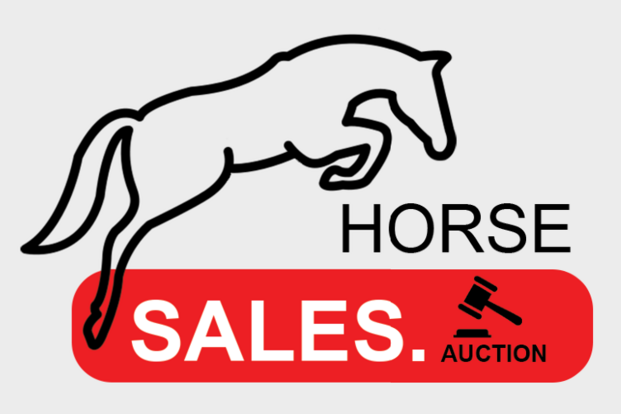 Finale dag voor de HorseSales.Auction