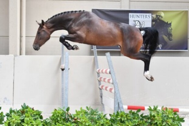 €33.000 voor veilingtopper Hunters Studfarm!