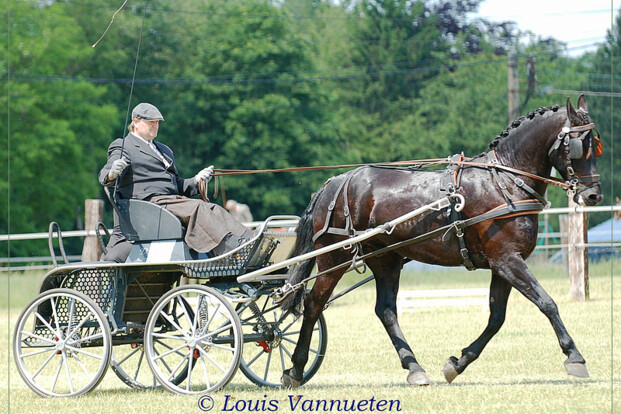Flémalle, dressuurbekers Geraerts en Soete