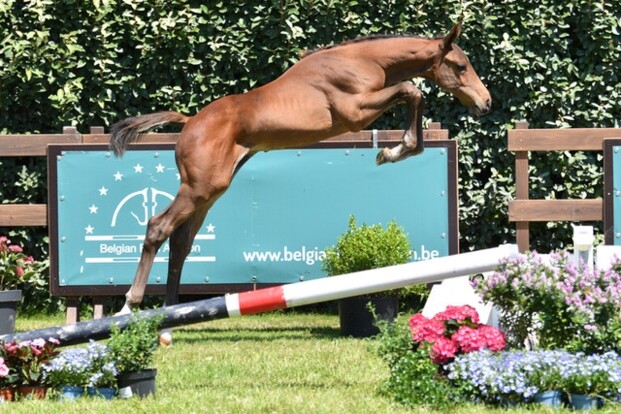 BFA, de veiling met referenties