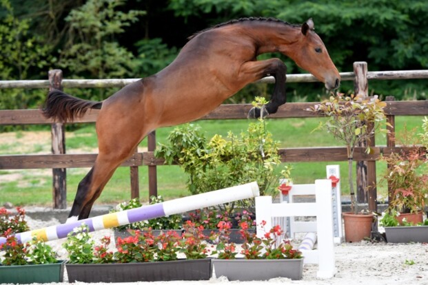 BELGIAN FOAL AUCTION  10 SEPTEMBER 2016