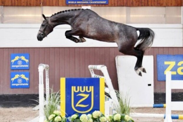 € 42.000 voor Balou Du Reventon Dochter op Z